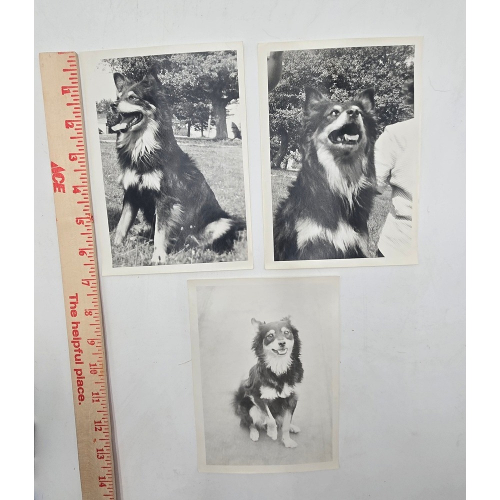 Vintage Black and White Dog Photos Lot of 3 Fluffy Shepherd Collie Snapshots